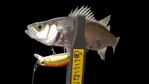 ヒラスズキの釣果