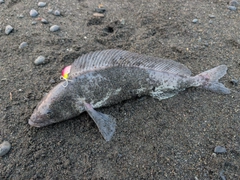ホッケの釣果