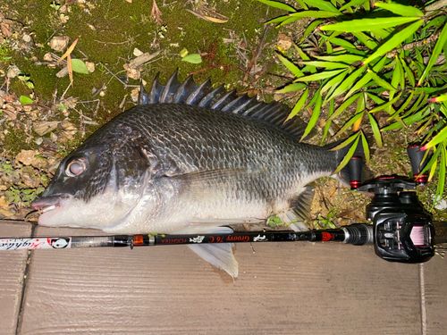 キビレの釣果