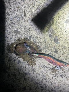 ミミイカの釣果