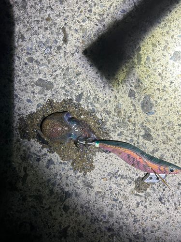ミミイカの釣果