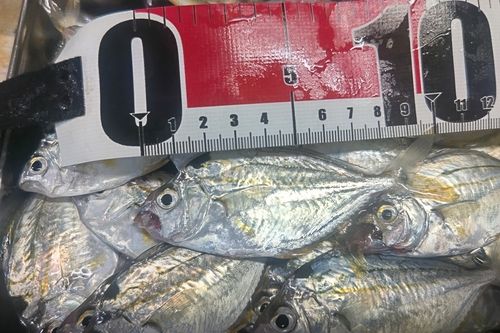 ヒイラギの釣果