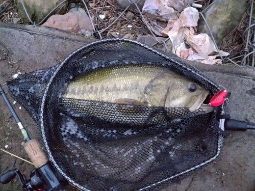 ブラックバスの釣果
