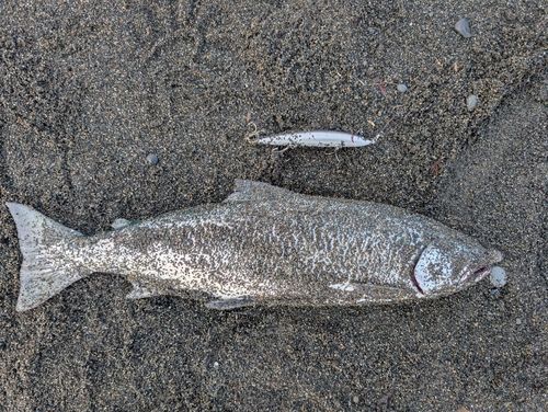 ホッケの釣果