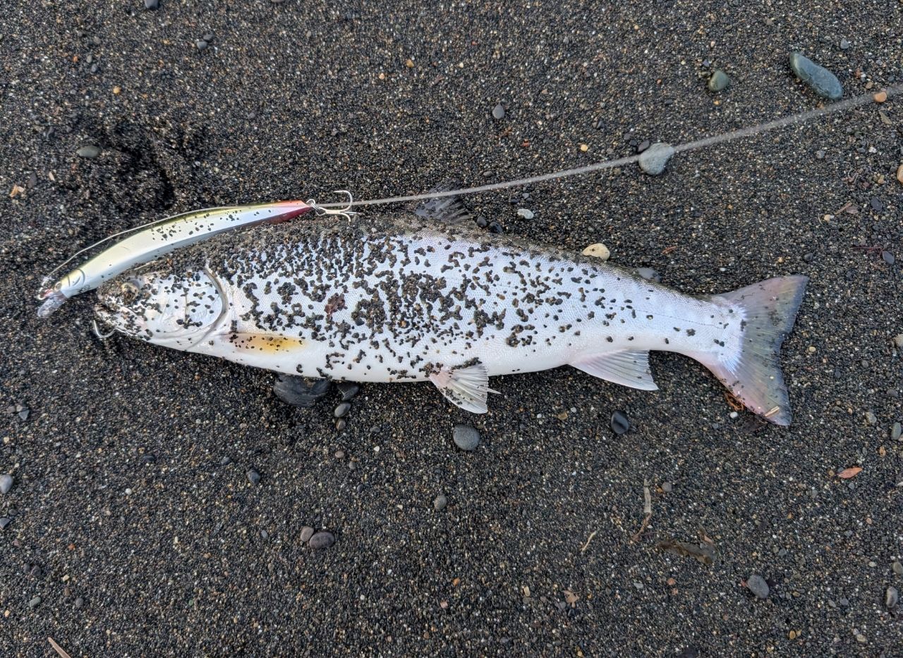 ホッケ