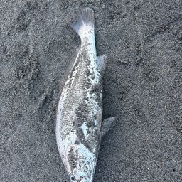 ニベ