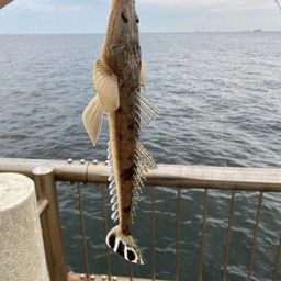 マゴチ