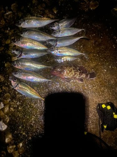 アジの釣果