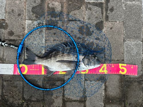 クロダイの釣果