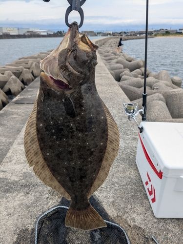 ヒラメの釣果