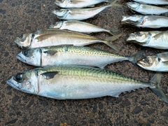 サバの釣果