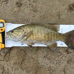 スモールマウスバス