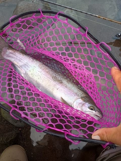 ニジマスの釣果
