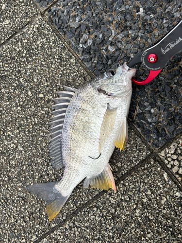 キビレの釣果