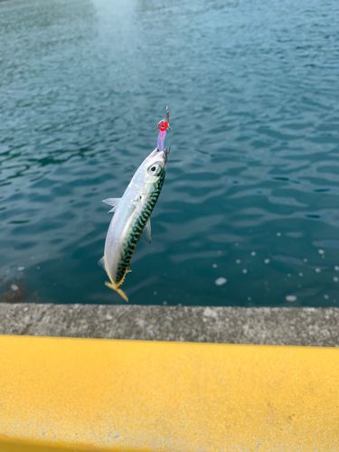 サバの釣果