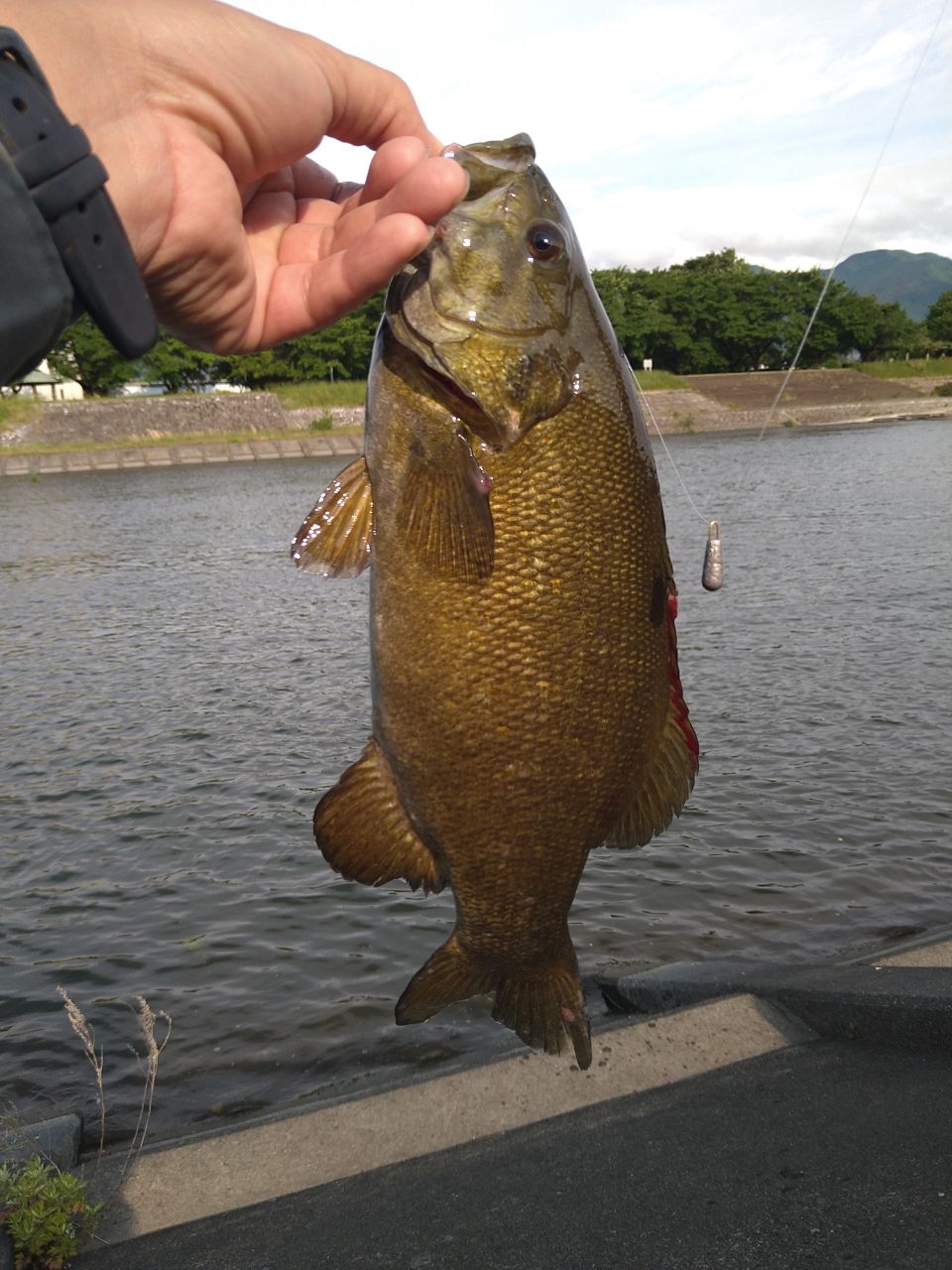 スモールマウスバス