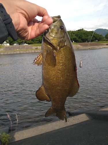 スモールマウスバスの釣果