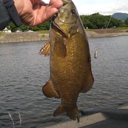 スモールマウスバス