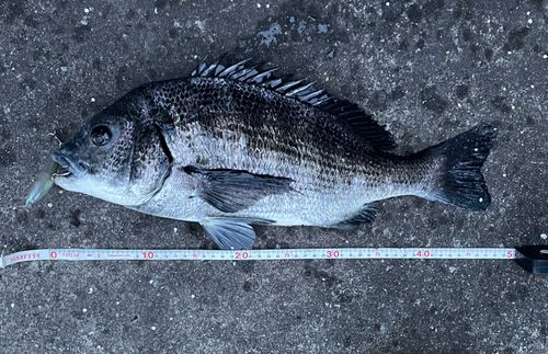 クロダイの釣果