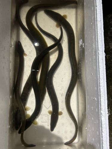 ウナギ