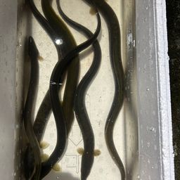 ウナギ