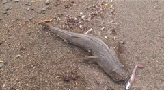 マゴチの釣果