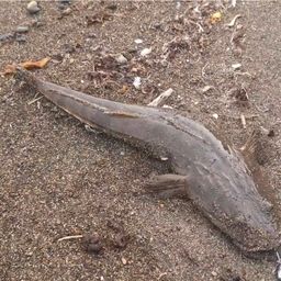 マゴチ