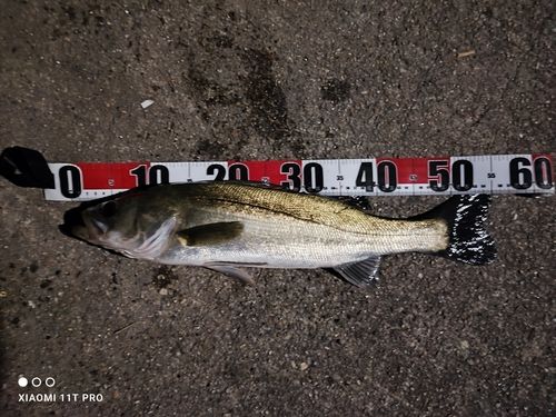 シーバスの釣果