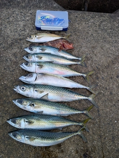 ゴマサバの釣果