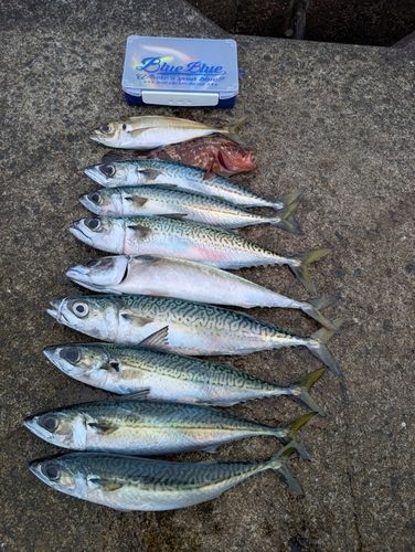 ゴマサバの釣果