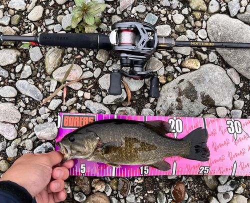 スモールマウスバスの釣果