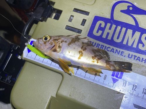 メバルの釣果