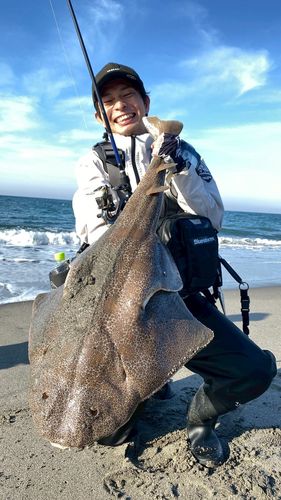 カスザメの釣果