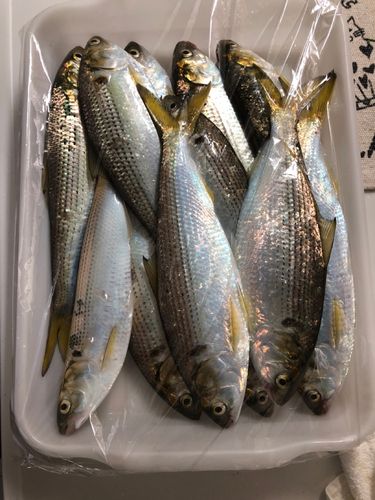 コノシロの釣果