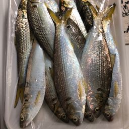 コノシロ