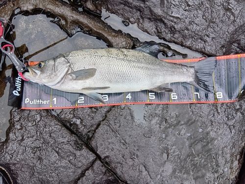 ヒラスズキの釣果