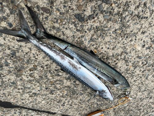 サゴシの釣果