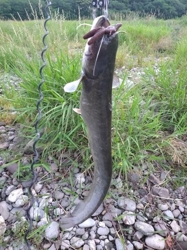 ナマズの釣果