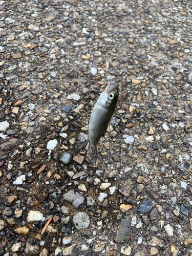 コアユの釣果
