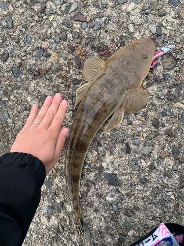 マゴチの釣果
