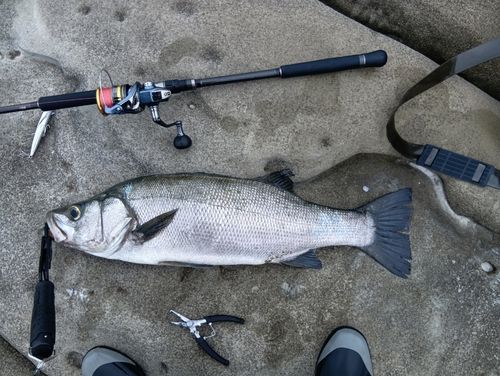 ヒラスズキの釣果