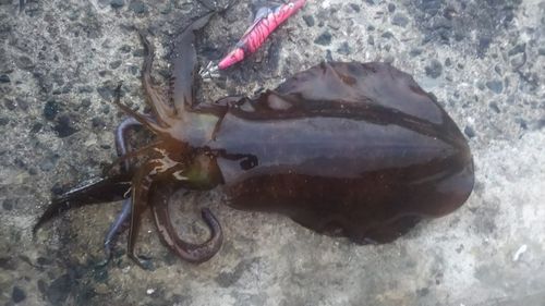 アオリイカの釣果