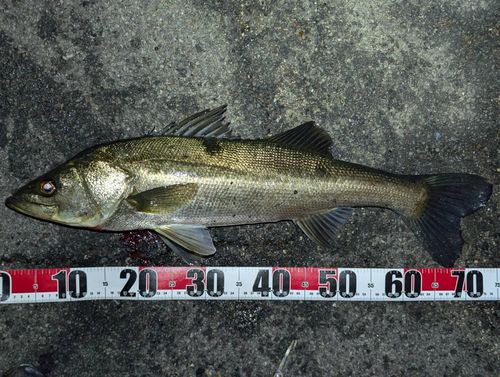 スズキの釣果