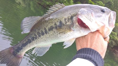 ラージマウスバスの釣果