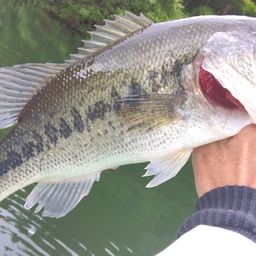 ラージマウスバス