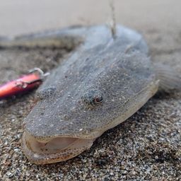 マゴチ