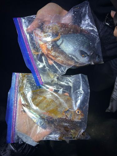 タカノハダイの釣果