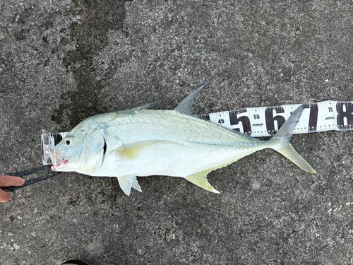 オニヒラアジの釣果