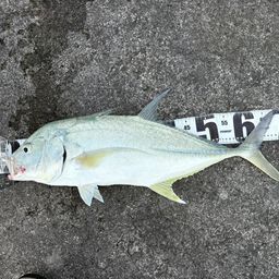 オニヒラアジ