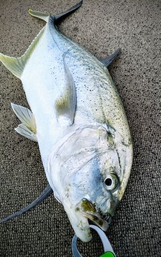 オニヒラアジ